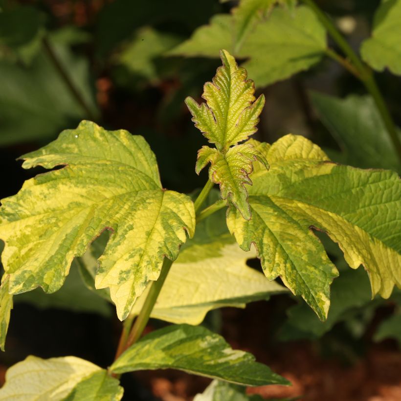 Viburnum opulus Pechcin - Guelder Rose (Foliage)