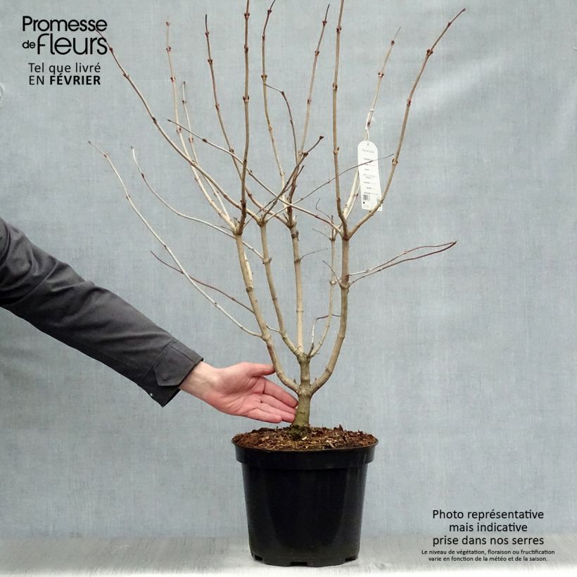 Viorne obier - Viburnum opulus en pot de 7,5L/10L sample as delivered in winter