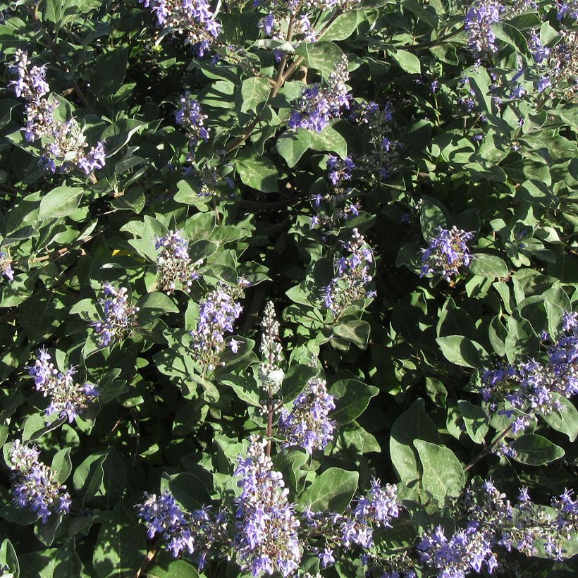Vitex agnus-castus Chicagoland Blues - Chaste Tree (Flowering)