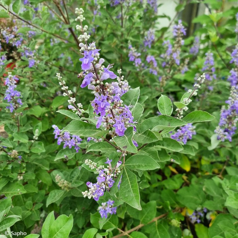 Vitex agnus-castus Chicagoland Blues - Chaste Tree (Flowering)