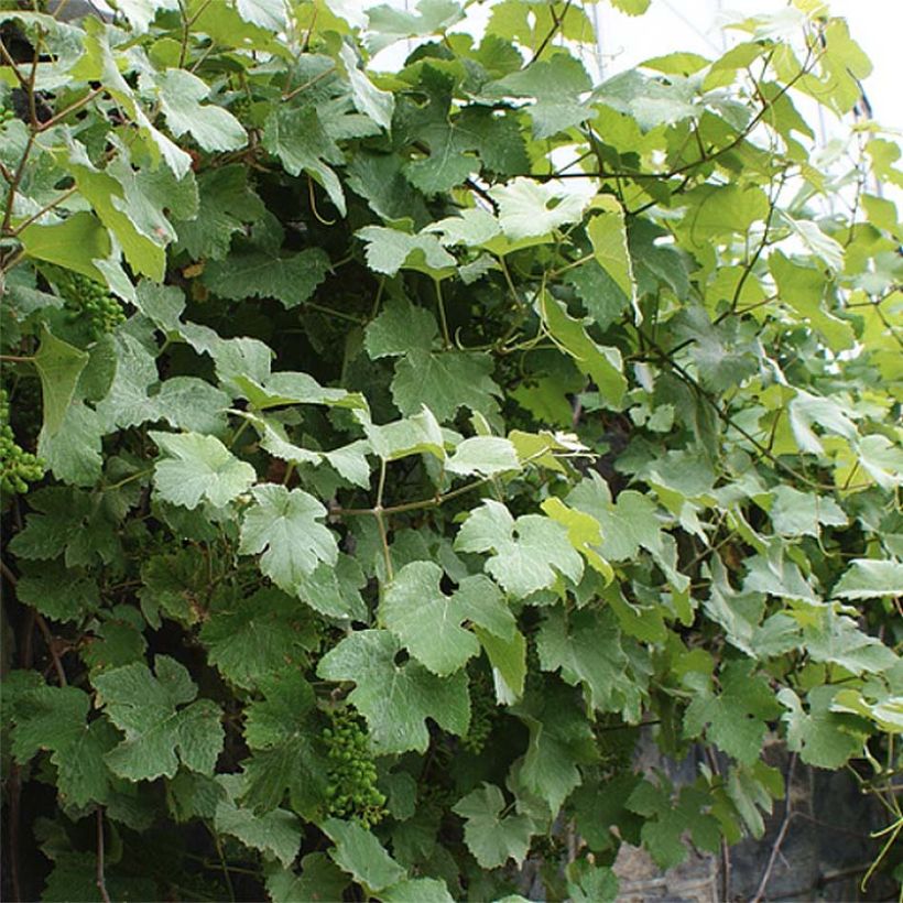 Vitis vinifera Incana - Ornamental Grape Vine (Plant habit)