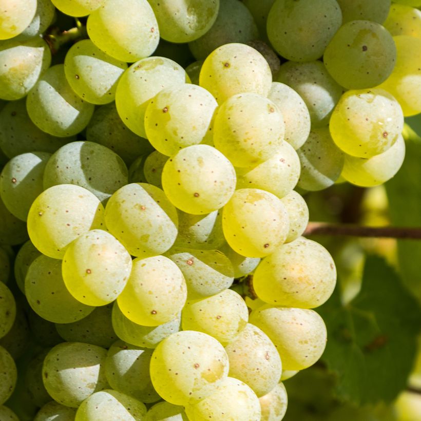 Vitis vinifera Lakemont - Grape vine (Harvest)