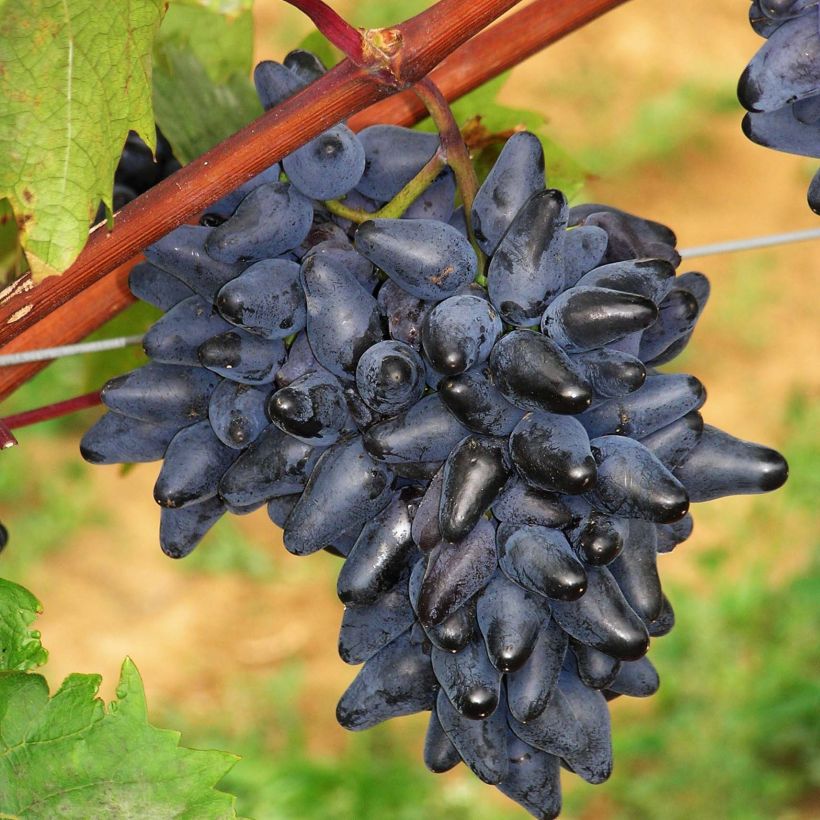 Vitis vinifera Philipp - Grape Vine (Harvest)