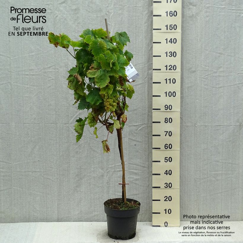Vitis vinifera Picurka 7.5L/10L pot sample as delivered in autumn