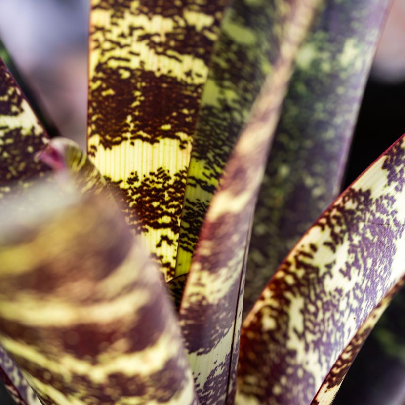 Vriesea Splendide - - Flaming sword plant (Foliage)