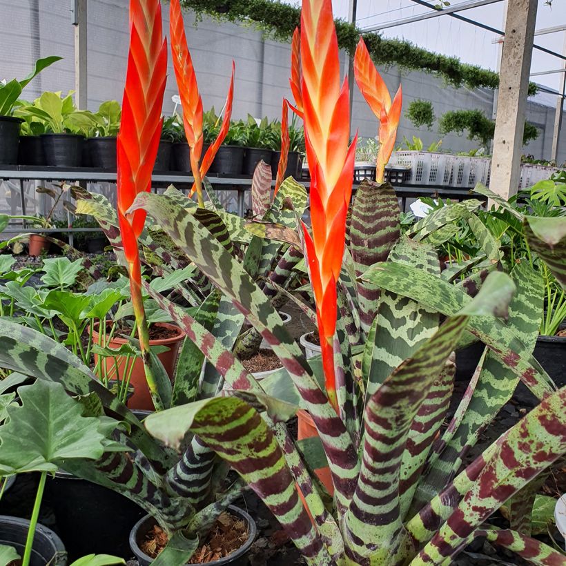 Vriesea Splendide - - Flaming sword plant (Plant habit)