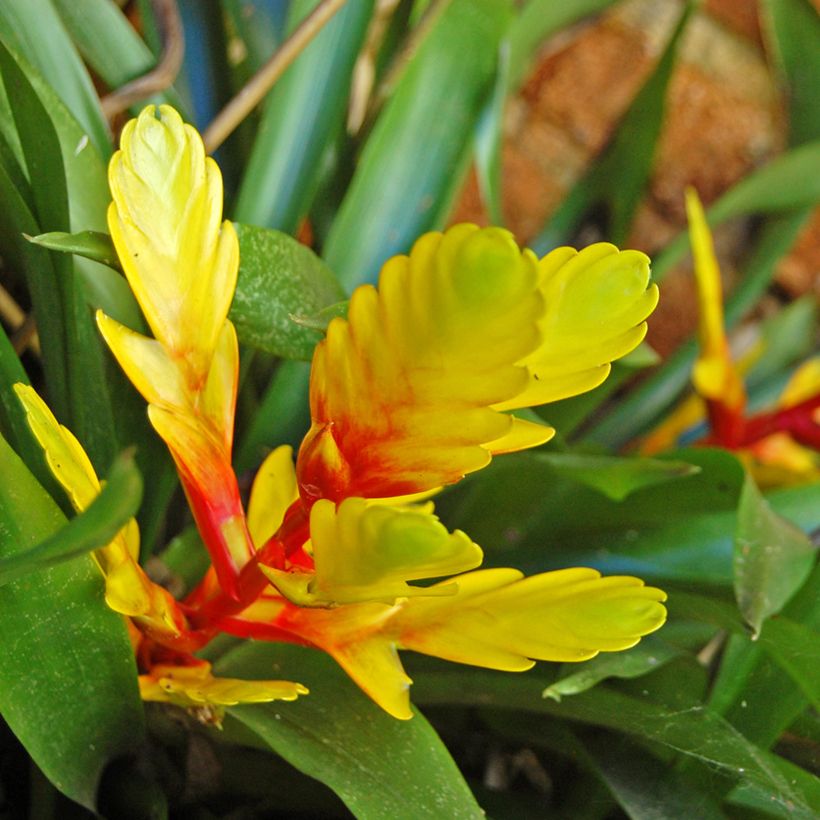 Vriesea Delphinius - Flaming sword plant (Flowering)