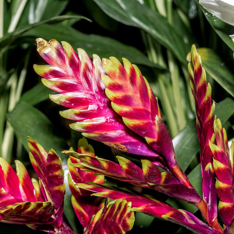Vriesea Vogue - Flaming sword plant (Flowering)
