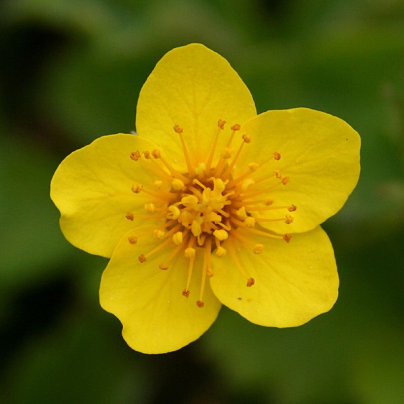 Waldsteinia ternata (Flowering)