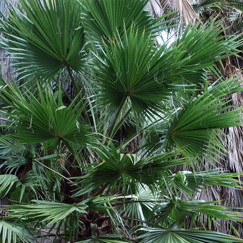 Washingtonia filifera - California Fan Palm (Foliage)