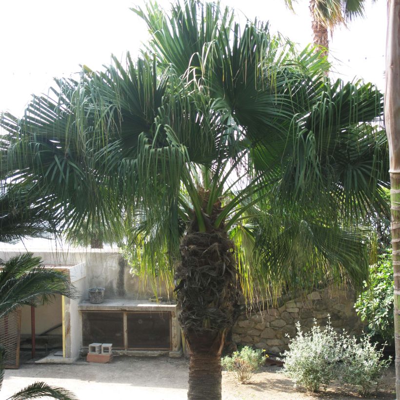 Washingtonia filifera - California Fan Palm (Plant habit)