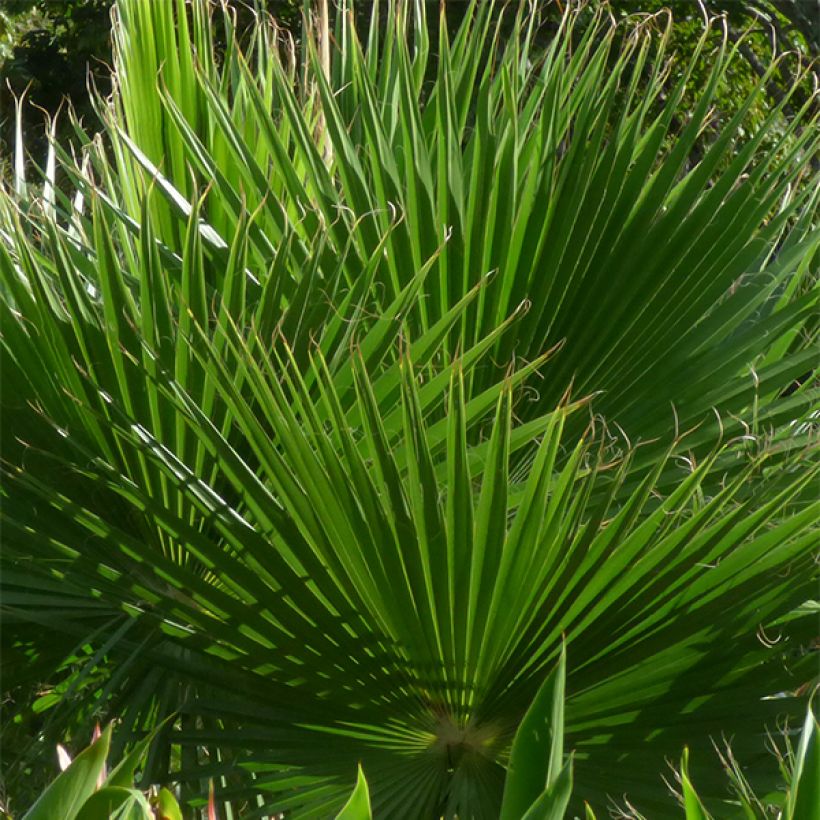 Washingtonia robusta - Mexican Fan Palm (Foliage)