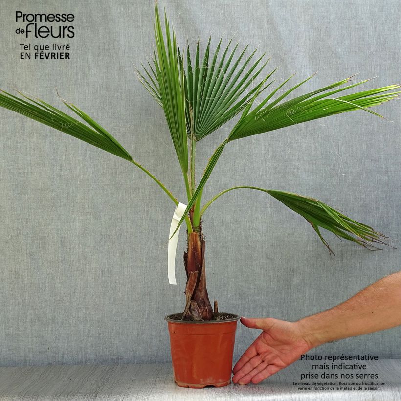 Washingtonia robusta - Palmier du Mexique en pot de 2L/3L sample as delivered in autumn