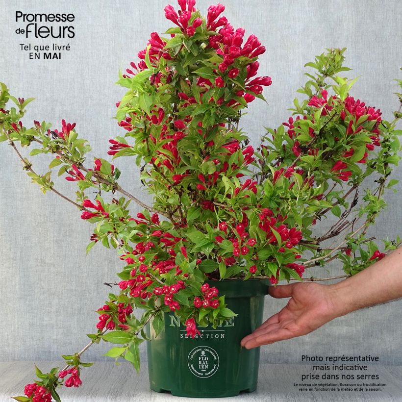 Weigela All Summer Red Pot de 7,5l/10l sample as delivered in spring