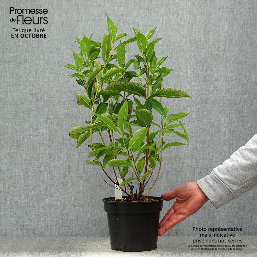 Weigela Candida 3L/4L pot sample as delivered in autumn