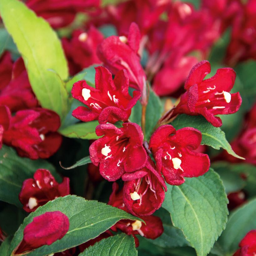 Weigela florida Cherry Love (Flowering)
