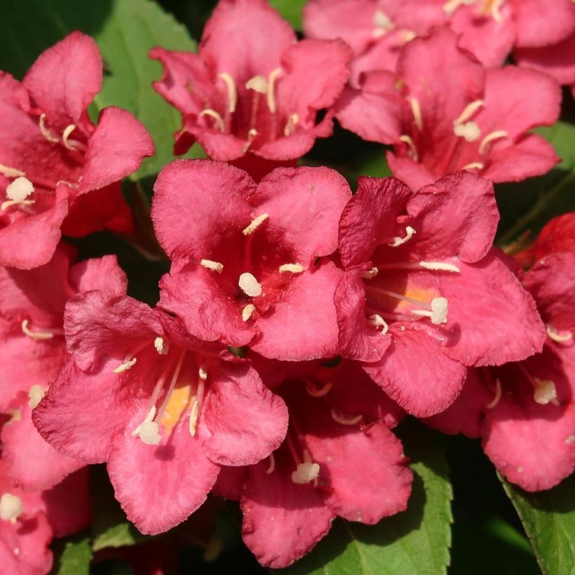 Weigela Eva Rathke (Flowering)
