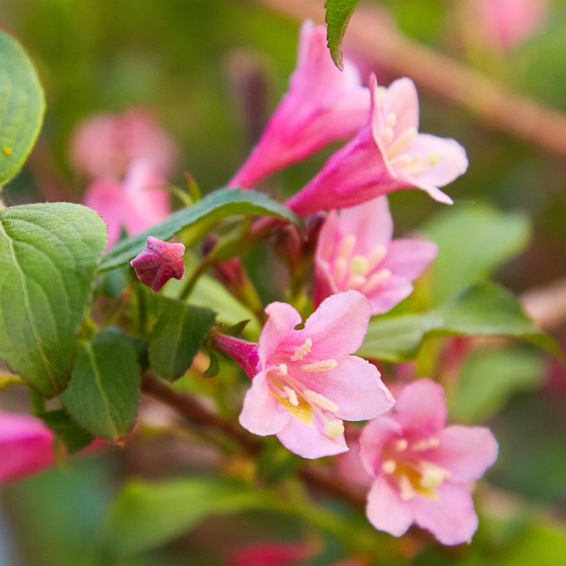 Weigela Minuet (Flowering)