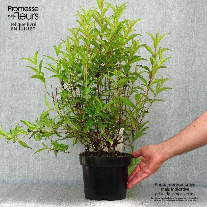 Weigela Nain Rouge 3L/4L pot sample as delivered in summer