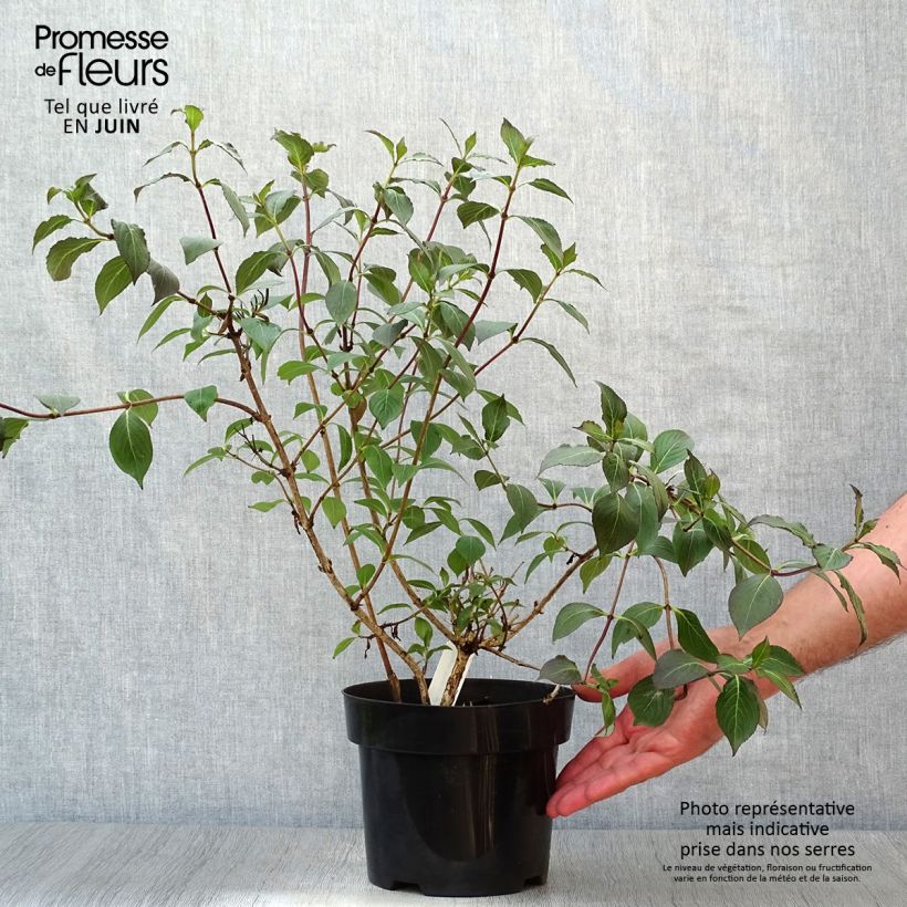 Weigela florida Wings of Fire 3L/4L pot sample as delivered in summer