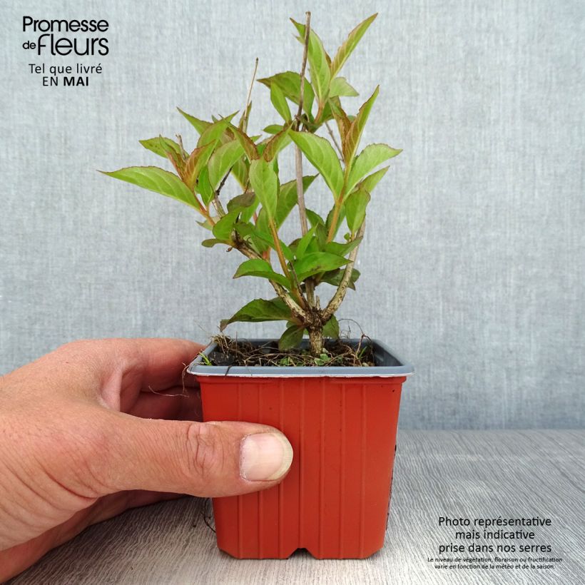 Weigela Bristol Ruby 8/9 cm potShipped height around 10/15cm sample as delivered in spring