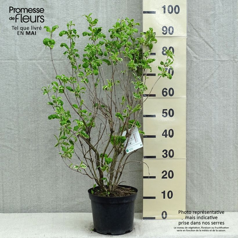 Weigela florida Caricature - Weigélia Pot de 5L sample as delivered in spring