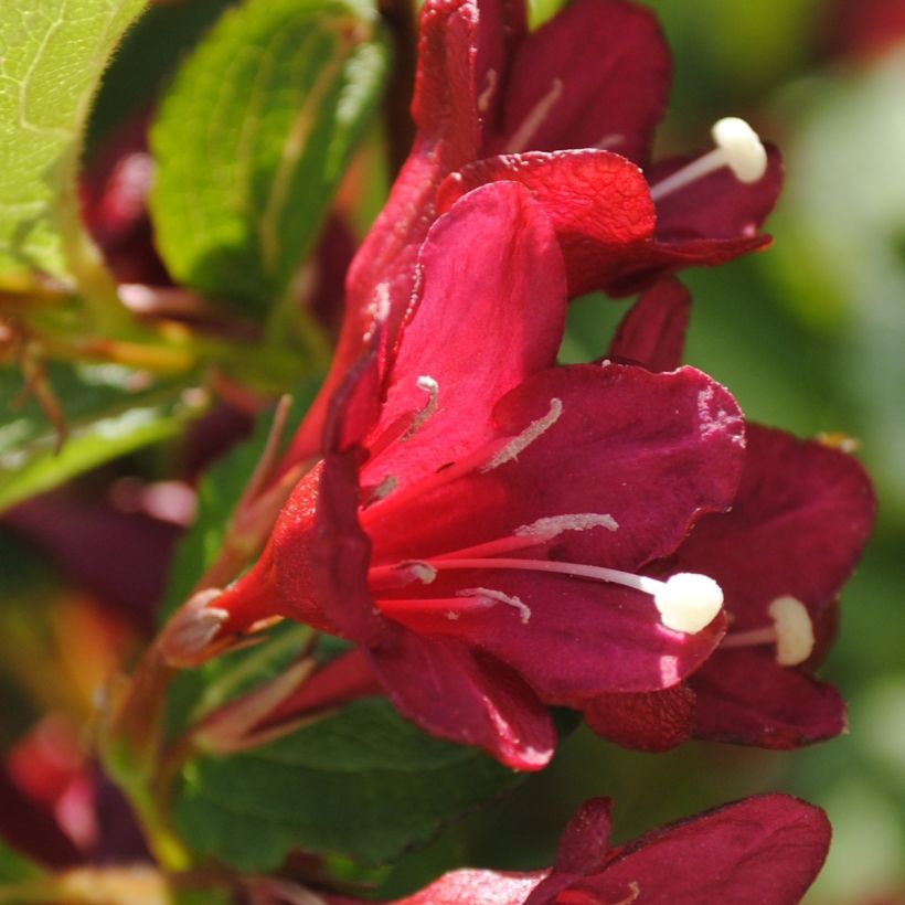 Weigela Cherry Lace (Flowering)