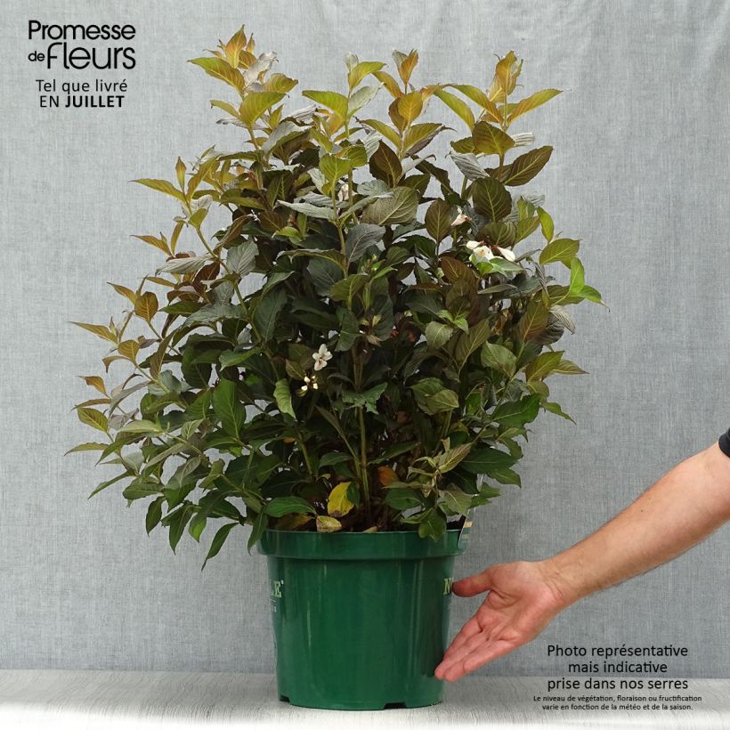 Weigela Ebony and Ivory 7.5L/10L pot sample as delivered in summer