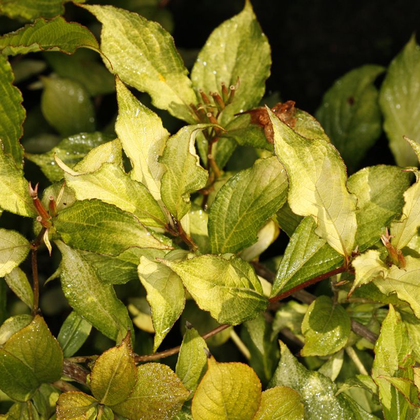 Weigela florida Carlton' (Foliage)