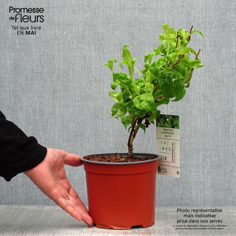 Weigela florida Lime Monster Pot de 3L/4L sample as delivered in spring