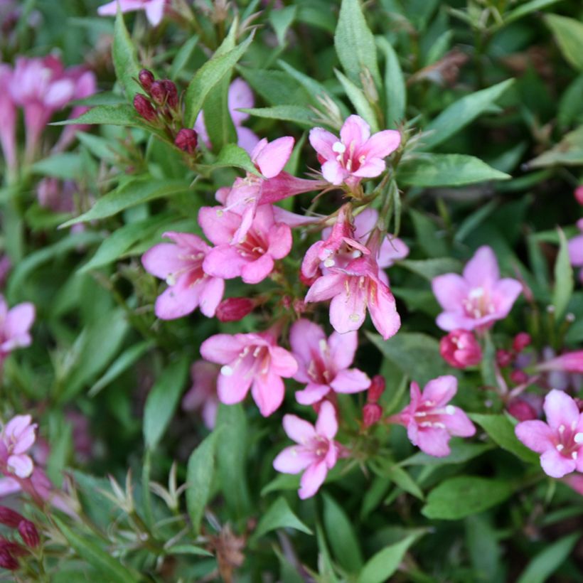 Weigela Florida Picobella Rosa  (Flowering)