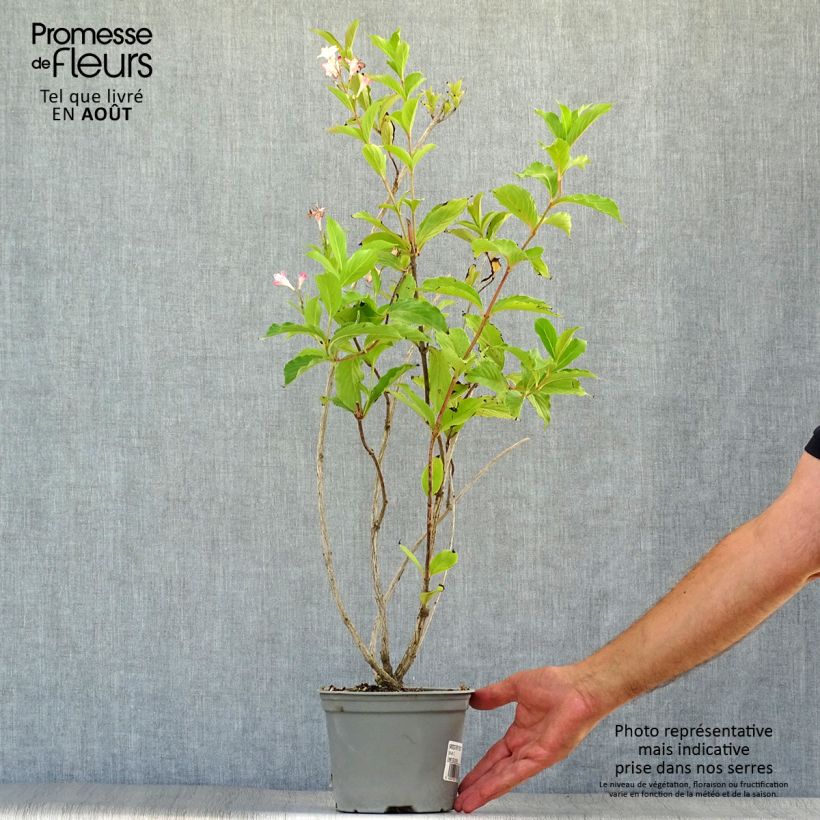 Weigela florida Rosea - Weigélia en pot de 2L/3L sample as delivered in summer