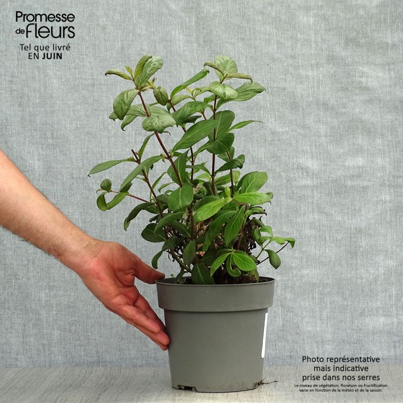 Weigela florida Vintage Love 2L/3L pot sample as delivered in summer