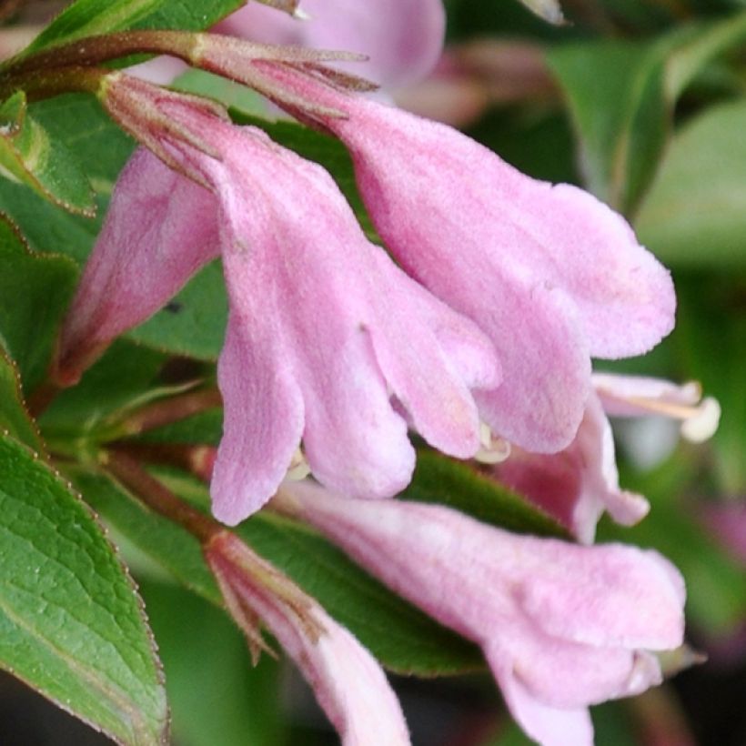 Weigela florida Pink Poppet (Flowering)