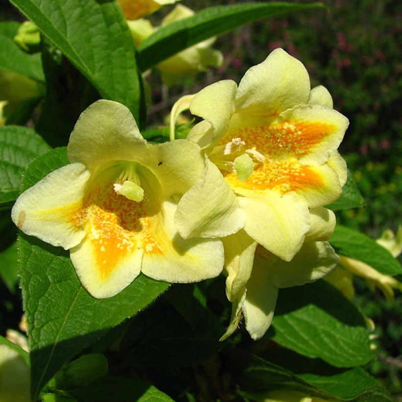 Weigela middendorffiana (Flowering)