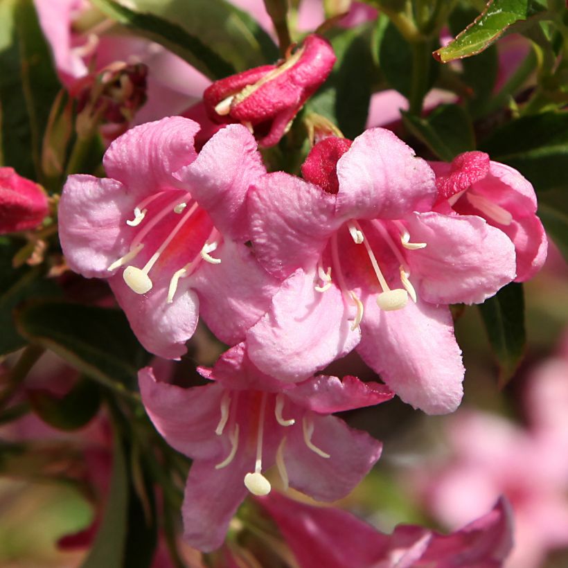 Weigela florida Stelzneri (Flowering)