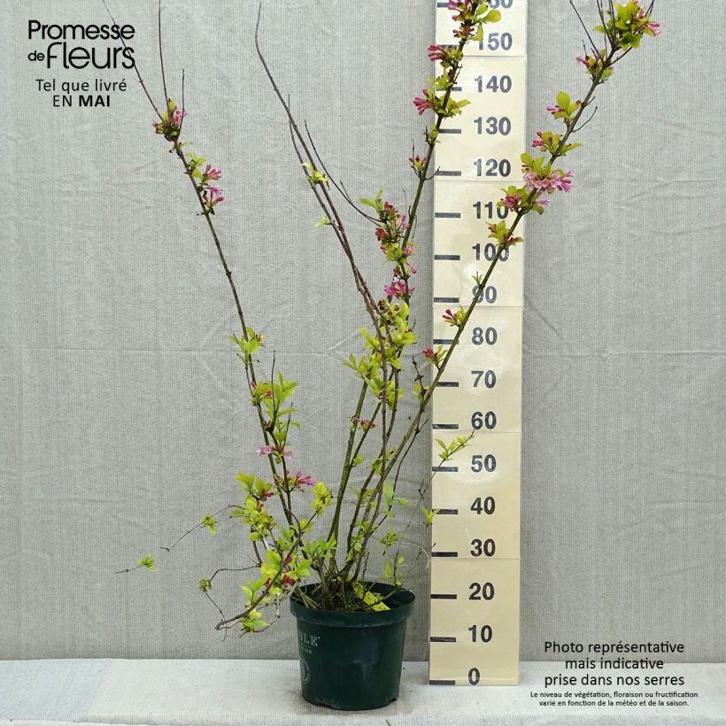 Weigela florida Polka 7.5L/10L potShipped height around 60/80cm sample as delivered in spring