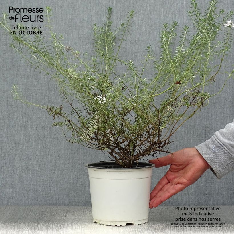 Westringia fruticosa Blanc - Romarin d'Australie Pot de 2L/3L sample as delivered in autumn