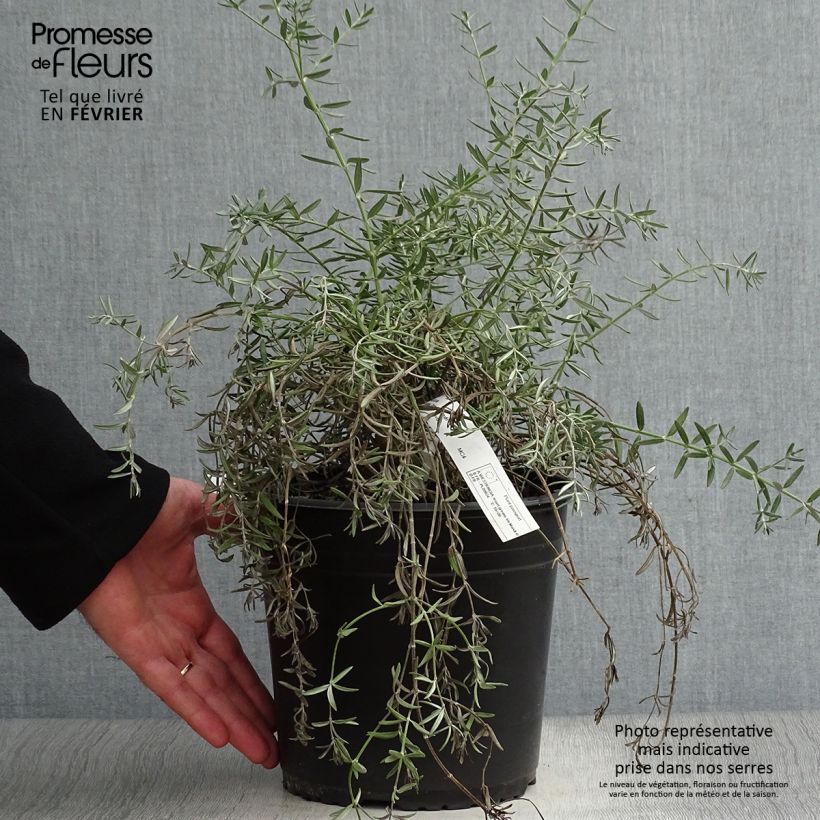 Westringia fruticosa Mundi Pot de 4L/5L sample as delivered in winter