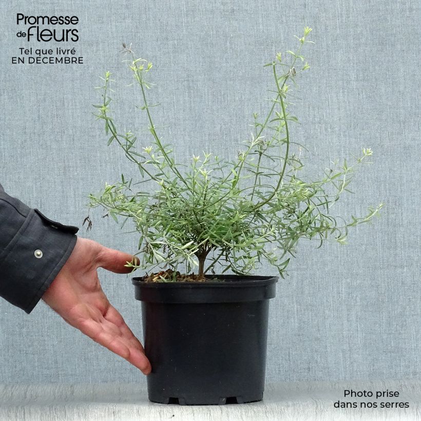 Westringia fruticosa - Romarin d'Australie Pot de 2L/3L sample as delivered in winter