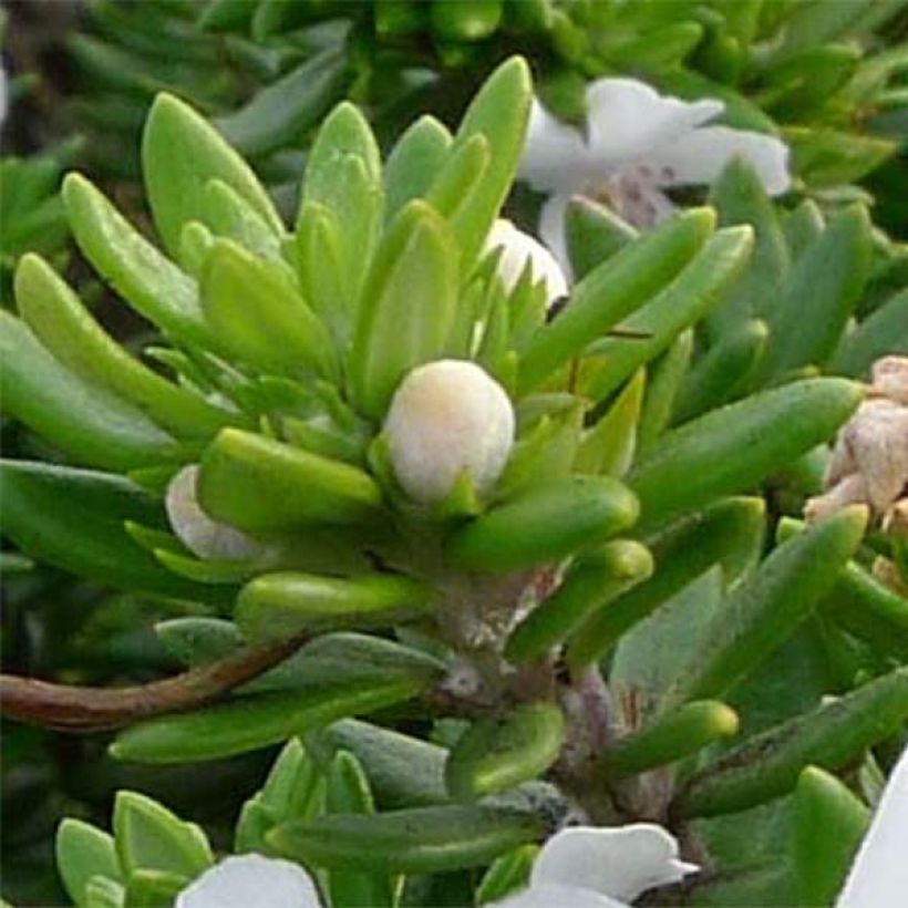 Westringia fruticosa White Rambler (Foliage)