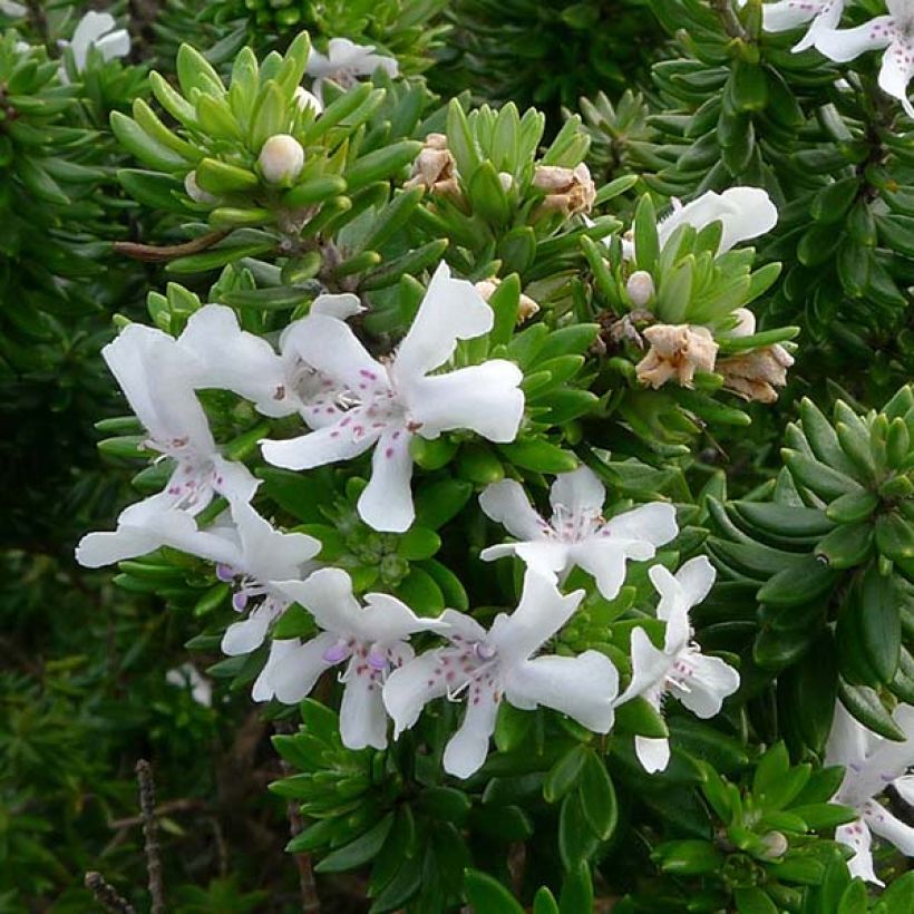 Westringia fruticosa White Rambler (Flowering)