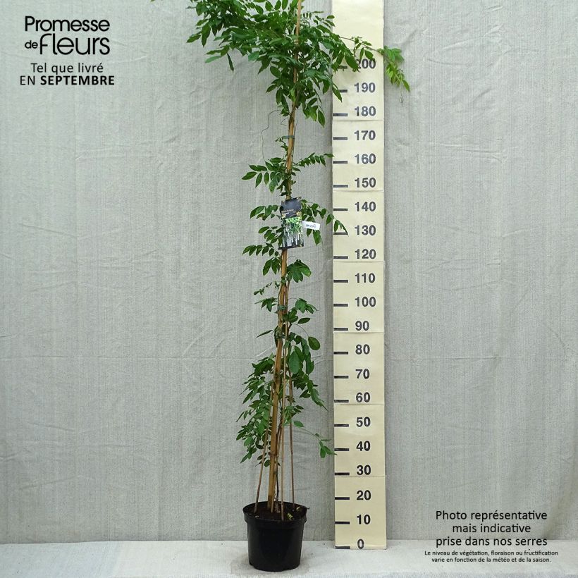 Wisteria floribunda Shiro-noda 4L/5L pot sample as delivered in autumn