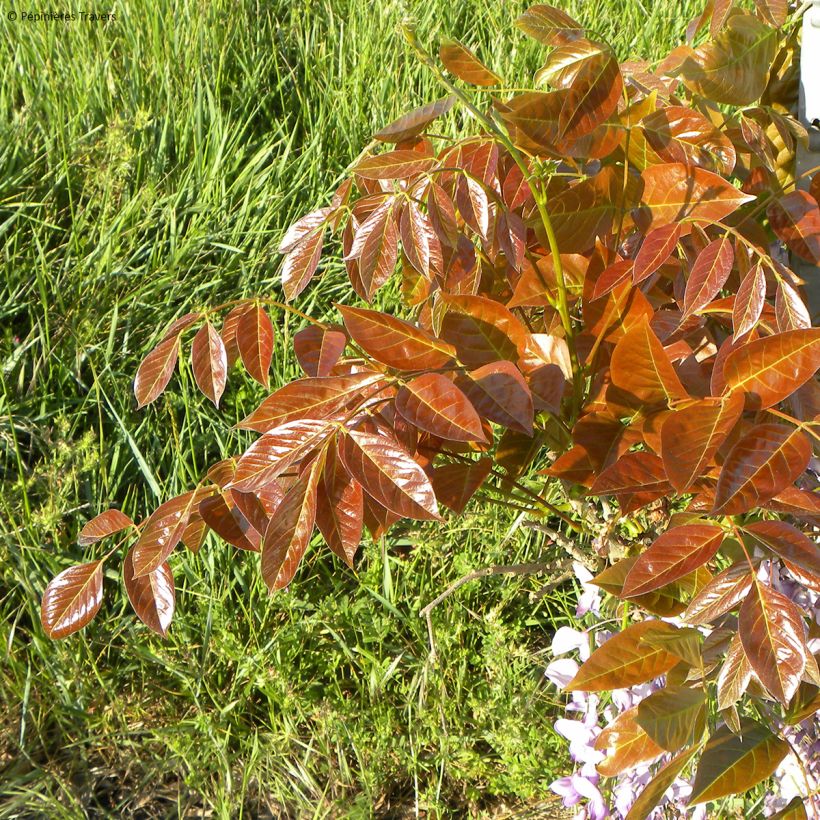 Wisteria sinensis Blue Line (Foliage)