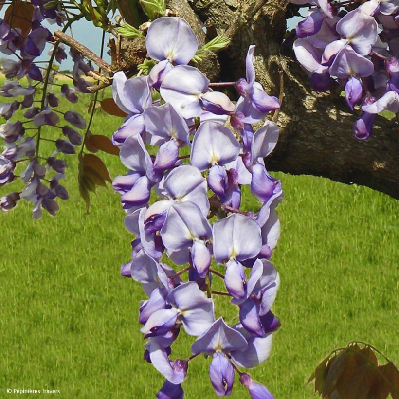 Wisteria sinensis Blue Line (Flowering)
