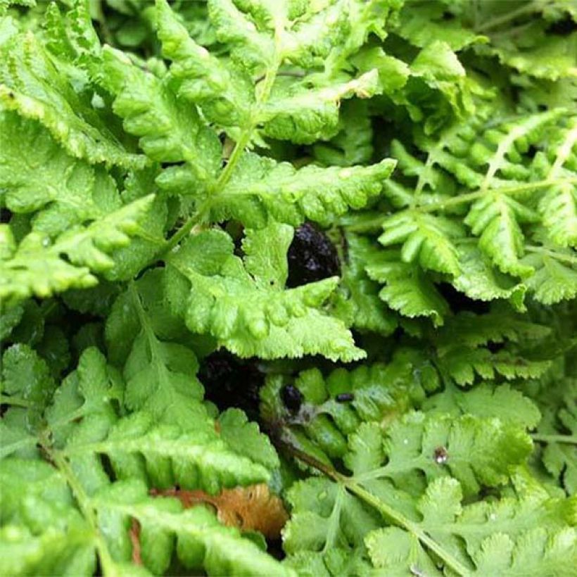 Woodsia obtusa  (Foliage)