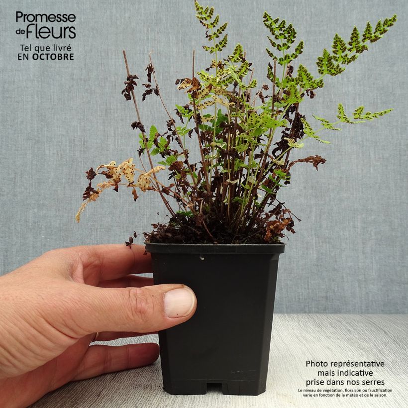 Woodsia obtusa  8/9 cm pot sample as delivered in autumn