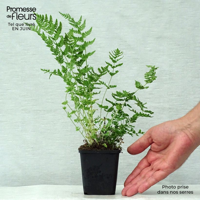 Woodsia obtusa  8/9 cm pot sample as delivered in summer
