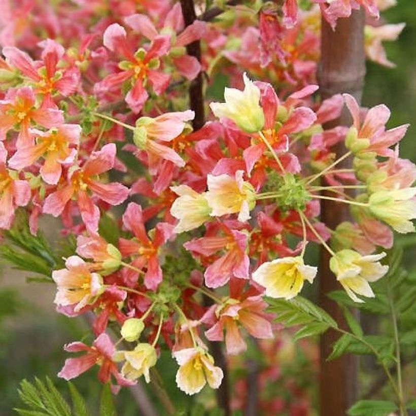 Xanthoceras sorbifolium Happy Orange (Flowering)
