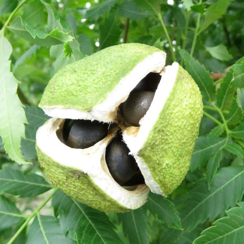 Xanthoceras sorbifolium Happy Orange (Harvest)